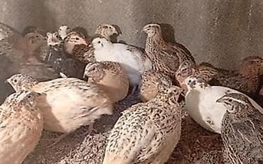 Перепела разного окраса (яичный и мясо-яичный тип) - Породы/окрасы