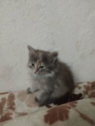 усыпление животных бишкек: Котята в добрые и ответственые руки. Кушают домашнюю еду. Кашку — 16