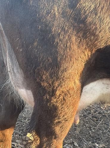 телята 3 месяца: Продаю | Корова (самка) | Для молока | Стельные — 2