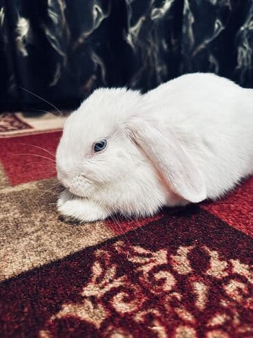 кролик цена: Срочно продам кролика породы баран(вислоушка) Самец 3,4месяца Отдам — 3
