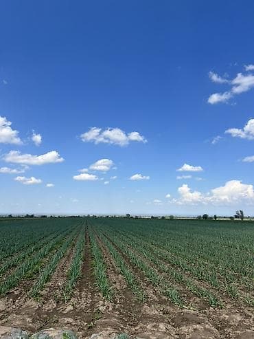 нета с: Свежая фермерская клубника оптом - Сезонная ягода, выращенная на — 4