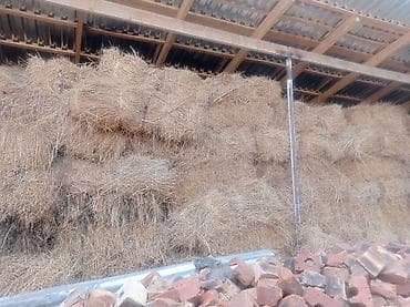 прием кукурузы: Сено в тюках - Заготовлено и хранится под навесом/в сарае, защищено — 2