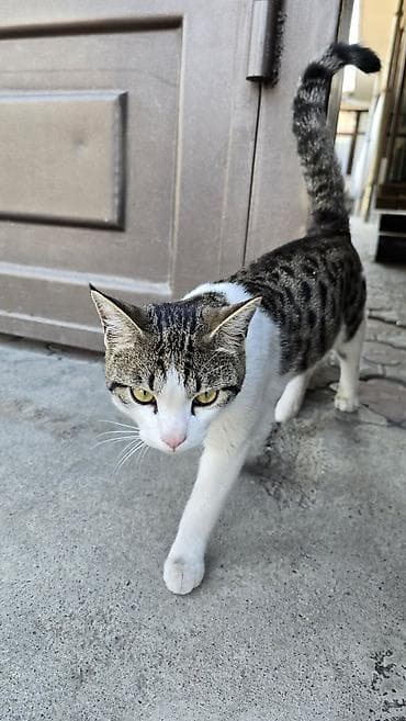 мышыктар: Отдаем этого красавца в дорые руки. Мальчик очень ласковый, и ему — 1