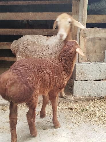 балык кумара: Продаю | Овца (самка) | Полукровка | Для разведения | Племенные — 8