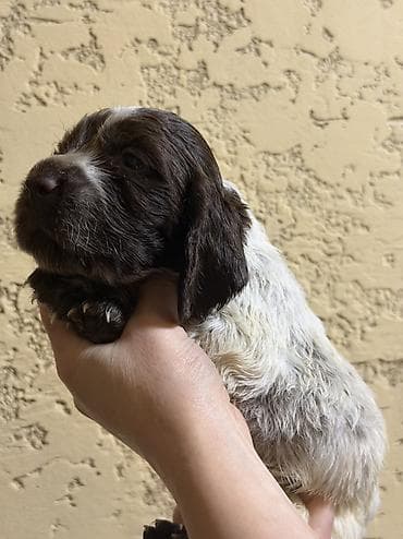 Русский охотничий спаниель! Предлагаются к бронированию щенки