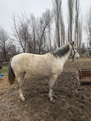 Продаю | Кобыла (самка) | Рабочий