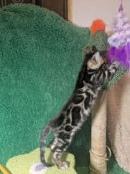 мейн кун бишкек 😺 питомник lyubushka 🐈 купить котенка 🐾 цена фото: Бенгальская, 1 месяц, Мальчик, Приучена к лотку, Проглистована, С документами — 28