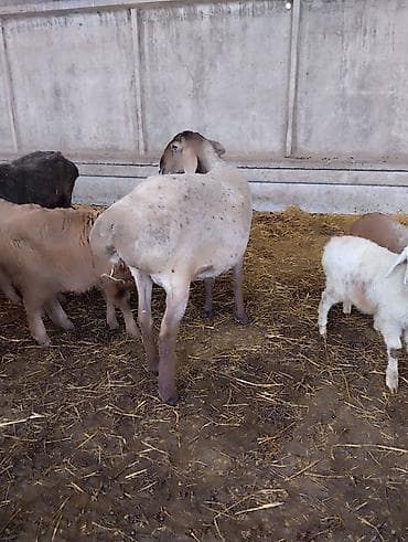 отдам голубей: Продаю | Овца (самка) | Для разведения | Матка — 2