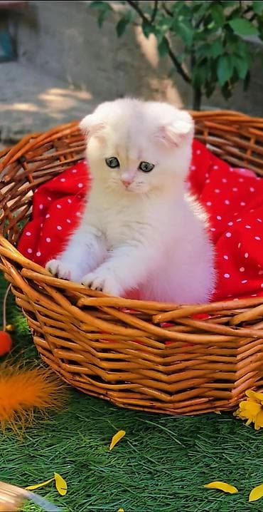 клетка для котов: Шотландские котята от красивой пары. Предлагаем для бронирования — 7