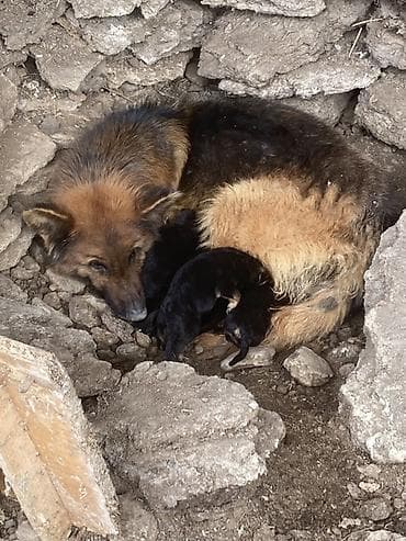 Ветеринар кызматы: Щенки немецкой овчарки 2самец 2 самки - Порода: немецкая овчарка — 4