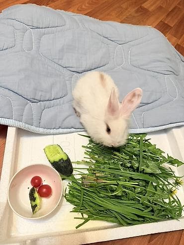 кемири: Карликовый декоративный кролик (белый, короткошерстный) Девочка — 4