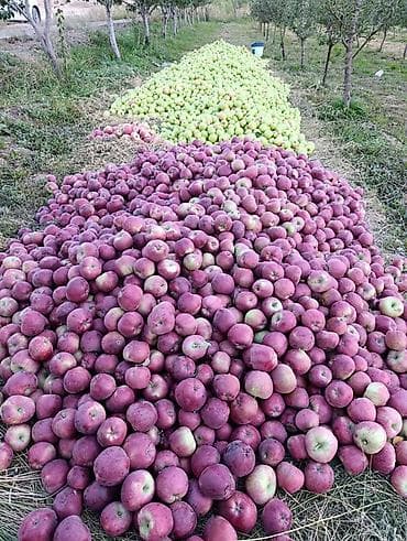 Яблоки Оптом