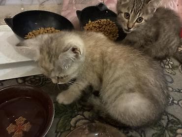 scottish fold: Котята, короткошёрстные, окрасы: серый табби и кремовый дымчатый — 8