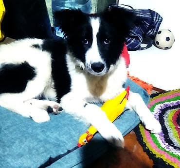 кане карсо: Собака даром: 5 месяцев, Самец, С прививкой — 1