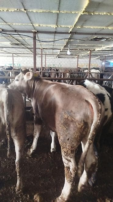 ангус бычок: Продаю | Тёлка | Швицкая | На откорм | Привязанные — 1