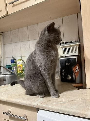 бурманская кошка бишкек: Британская короткошёрстная, 1 год, Мальчик, Голубой — 3