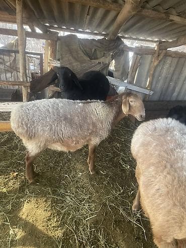 Продаю | Овца (самка) | Эдильбаевская, Арашан | Для разведения | Котные, Ярка — 5