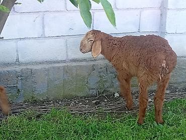 для овец: Продаю | Ягненок | Романовская | На забой — 2