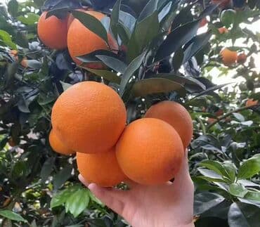 сколько стоит букет из мандаринов: Мандариндер Дүңүнөн, Өзү алып кетүү — 3