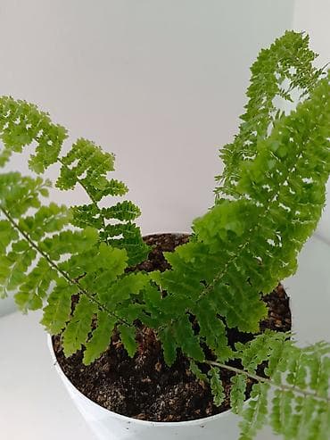 магнитный зонт: Комнатное растение — папоротник (нефролепис/адаянтум-типа) в белом — 3