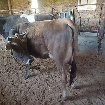 продаю крысу: Продаю | Корова (самка) | Для разведения, Для молока — 2