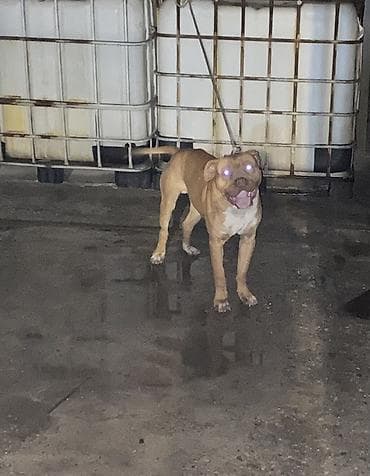 питбультерьер: Питбуль, 1 год, Самец, С прививкой — 1