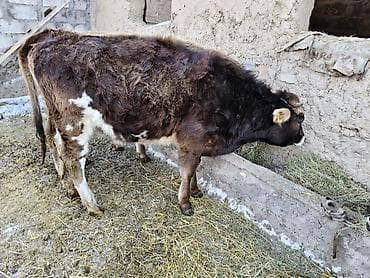 карпова с теленком: Продаю | Музоо, торпок | Полукровка | На откорм | Привязанные — 4