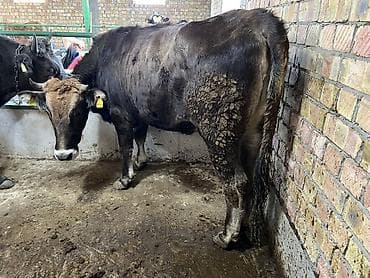 ара цена: Продаю | Корова (самка) | Для молока | Нетель — 7