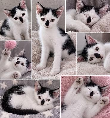 шотладский котенок: Кошка даром: Беспородная, 2 месяца, Мальчик, Приучена к лотку, Проглистована — 1