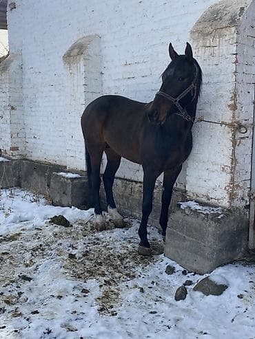 Продаю | Жеребец | Конный спорт