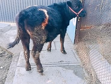 животные крс: Продаю | Тёлка, Корова (самка), Музоо, торпок | Ангус, Абердин-ангус | Для молока, На забой, Для разведения | Племенные, Искусственник — 3