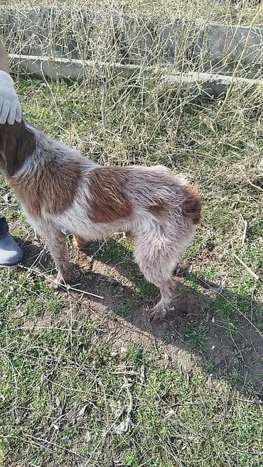 Ит кууту: Собака средних размеров, жесткошёрстная. Окрас рыже‑белый с пятнами и — 1