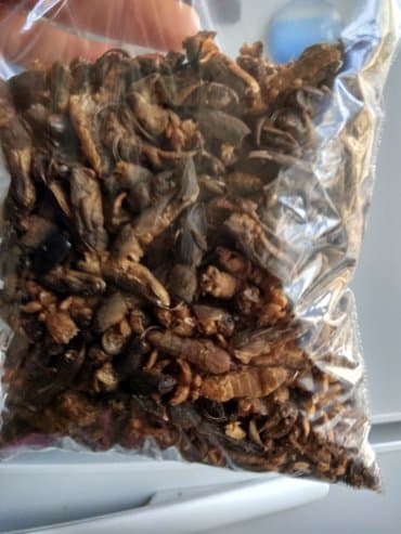 чач тарач: Медведка.Азиатская медведка(100грамм) как воздействует на организм — 1