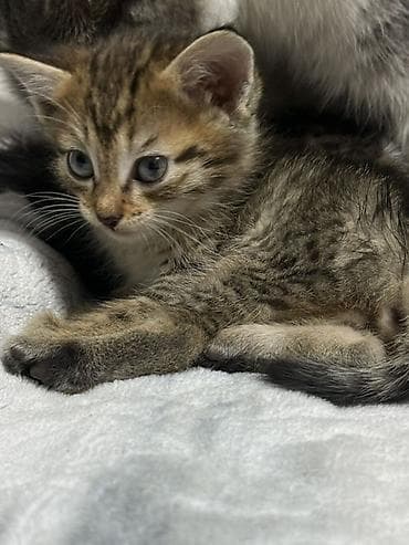 кошк: Котята домашние, короткошёрстные, окрасы: серо-белый биколор и — 6