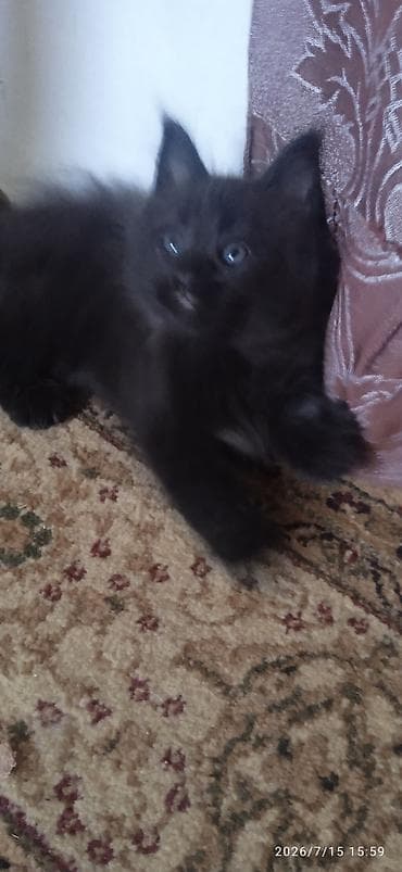Үй жаныбарлары: Чёрный бриллиант🥰! Продается Котик Мейн-Кун❤️ окрас черный солид от — 5