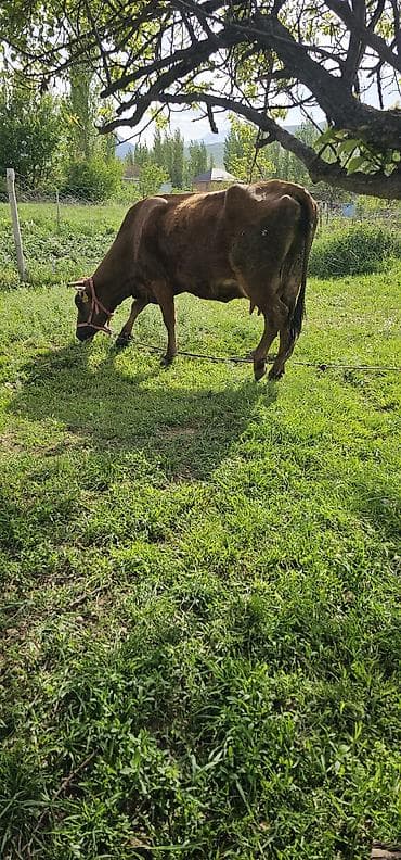 гуси линда: Продаю | Корова (самка), Бык (самец), Тёлка | Алатауская | Для разведения, Для молока | Стельные — 4