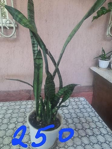 4 pot: Сансенвьерия низкорослая 400с-1шт. низкорослая.есть4 горшка — 3