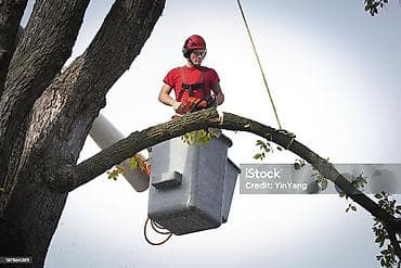 тактай лес бу: Услуга бензопилы — 3