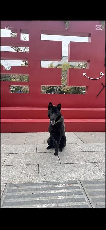 парода мышык: Предлагается к вязке самка породы Ухэйцюань (五黑犬) — китайская — 6
