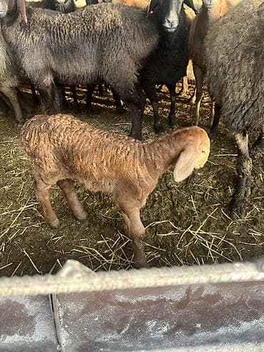 домик для животных: Продаю | Овца (самка) | Полукровка | Для разведения | Племенные — 3