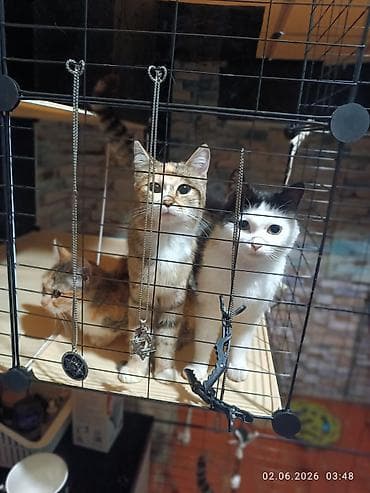 ph down: 🐾 ДОБРЫЙ ДЕНЬ! НУЖНА ПОМОЩЬ В ОБУСТРОЙСТВЕ КОШАЧЬЕГО ВОЛЬЕРА 🐾 — 7