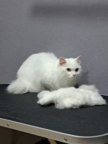 арабский конь: Груминг кошек. Вычес, стрижка, купание

находимся в центре города — 10