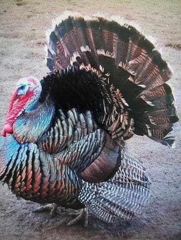 Требуется семья для разведения индюков at lalafo.kg Требуется семья для разведения индюков