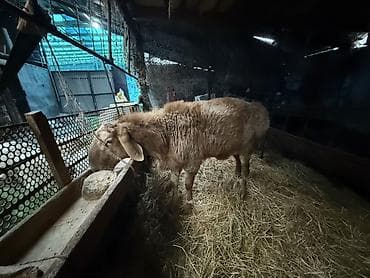 лиман браун: Продаю | Баран (самец) | Для разведения | Осеменитель — 3