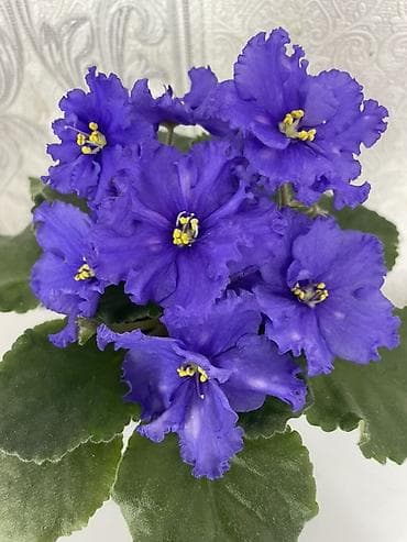 вазы хрустальные: Продам! 1 Детки стандартных сортовых фиалочек. Цена за детку от 80 — 7