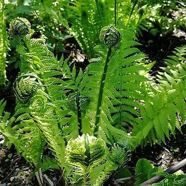 забыл: Папоротник садовый (страусник/щитник) – декоративное многолетнее — 1