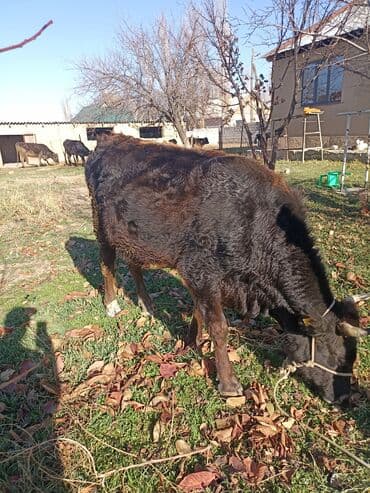кормовой сабиз: Продаю | Корова (самка) | На откорм | Привязанные — 9
