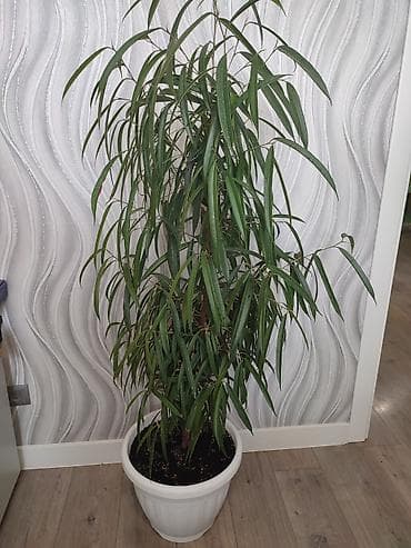 Фикус Али, высота 1,7м
самовывоз at lalafo.kg Фикус Али, высота 1,7м
самовывоз