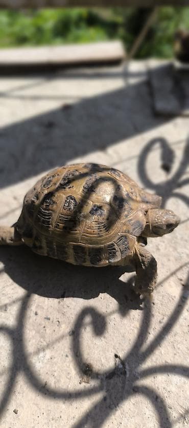 клевер: Среднеазиатская сухопутная черепаха (Testudo horsfieldii). Описание — 5