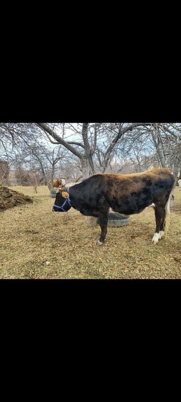 Уйлар, букалар: Сатам | Кунаажын | Алатоолук | Көбөйтүү үчүн | Байланган — 5